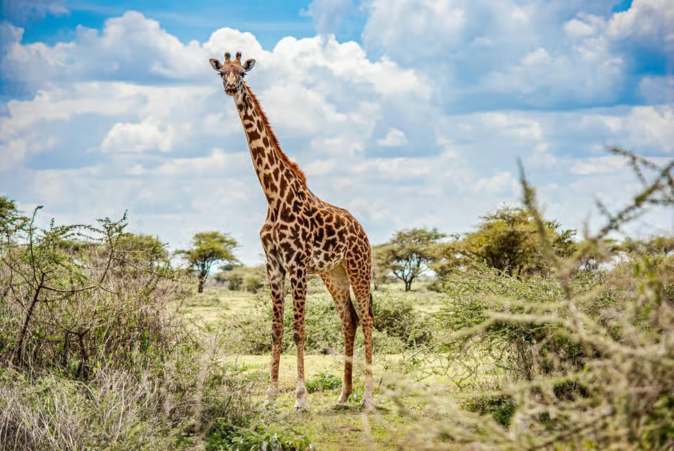 Nairobi National Park 5- hours Guided Game Drive